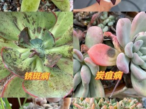 多肉植物 1V3 时为什么会出现状况？如何解决？