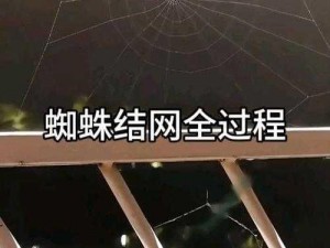 探究放置江湖蜘蛛网的实际用途