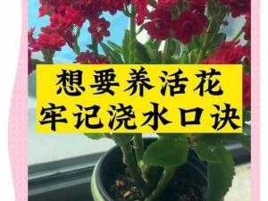 老农种树经验分享：节水灌溉技巧让树苗茁壮成长