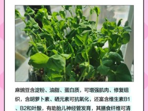 麻豆是什么梗;麻豆是什么梗？为何突然这么火？