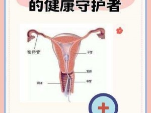 法国妇科急诊室 1984：女性健康的守护者