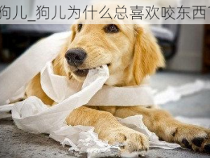 狗儿_狗儿为什么总喜欢咬东西？