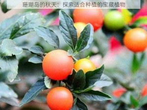 珊瑚岛的秋天：探索适合种植的宝藏植物