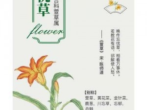 忘忧草一卡二卡三卡、忘忧草一卡二卡三卡：哪种卡最适合你？