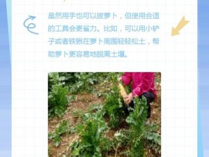 为什么拔萝卜又叫降黄 90？如何解决拔萝卜时的黄 90 问题？