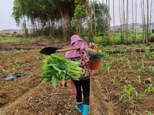 耕种妈妈肥沃的土地：如何让它更有价值？