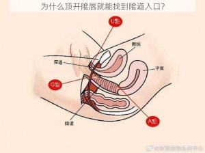 为什么顶开隂唇就能找到隂道入口？