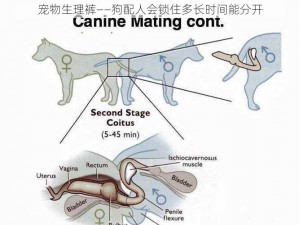 宠物生理裤——狗配人会锁住多长时间能分开