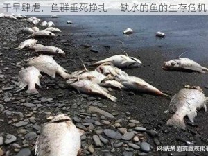 干旱肆虐，鱼群垂死挣扎——缺水的鱼的生存危机