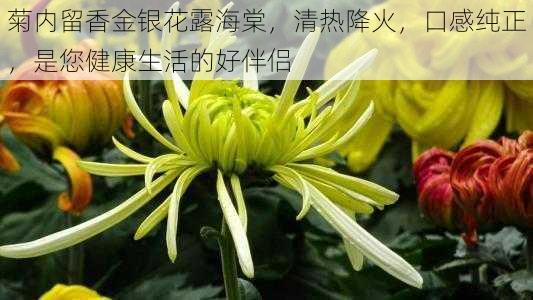 菊内留香金银花露海棠，清热降火，口感纯正，是您健康生活的好伴侣