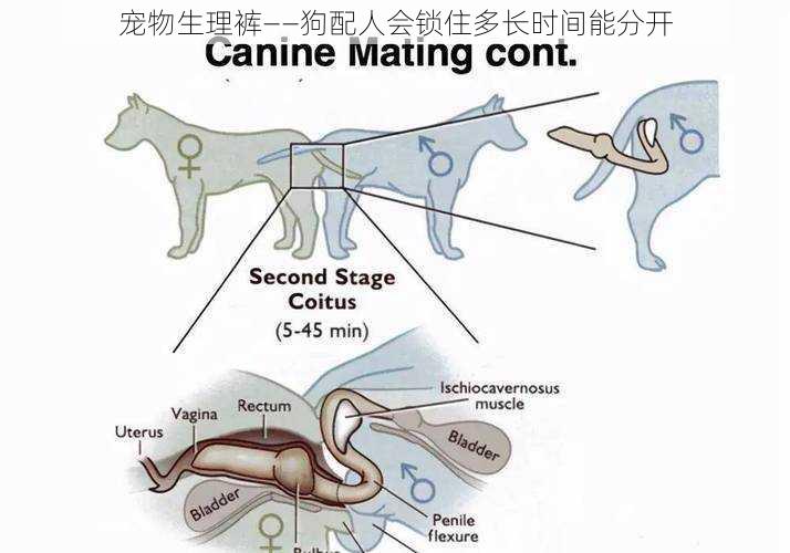 宠物生理裤——狗配人会锁住多长时间能分开