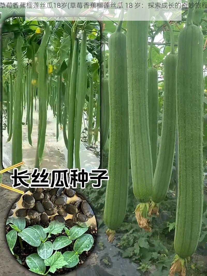 草莓香蕉榴莲丝瓜18岁(草莓香蕉榴莲丝瓜 18 岁：探索成长的奇妙旅程)