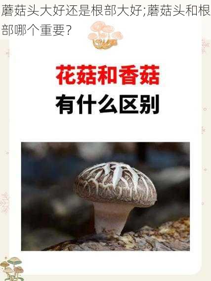 蘑菇头大好还是根部大好;蘑菇头和根部哪个重要？