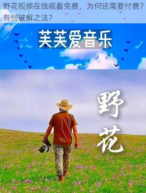 野花视频在线观看免费，为何还需要付费？有何破解之法？