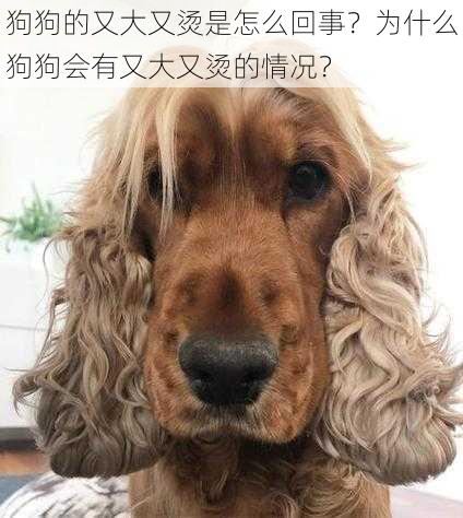 狗狗的又大又烫是怎么回事？为什么狗狗会有又大又烫的情况？