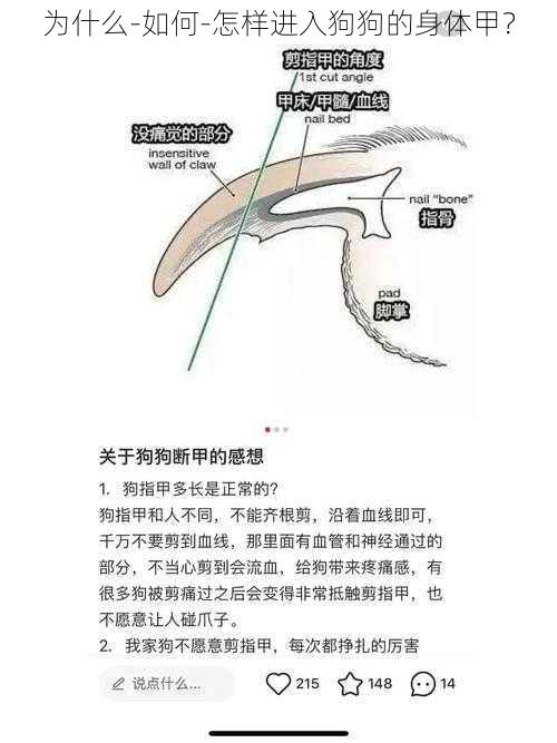 为什么-如何-怎样进入狗狗的身体甲？