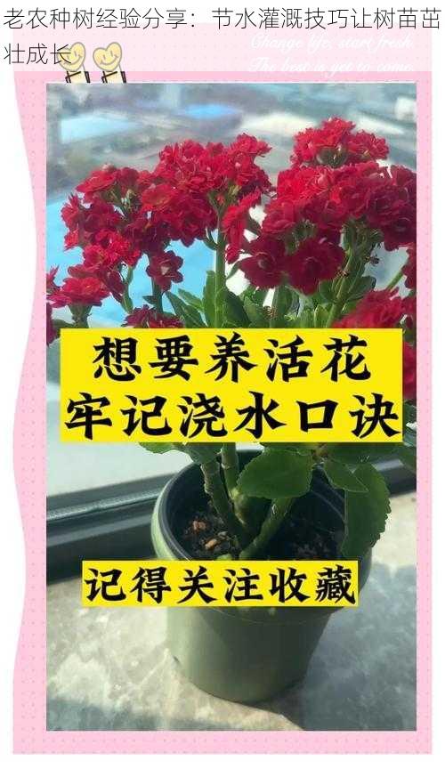 老农种树经验分享：节水灌溉技巧让树苗茁壮成长